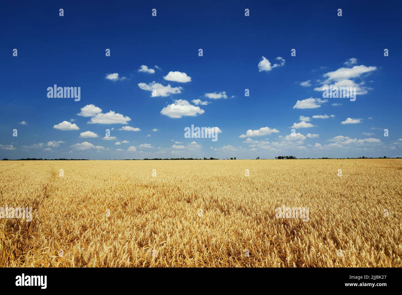 Paesaggio estivo. Campo di grano giallo e cielo blu scuro con nuvole Foto Stock