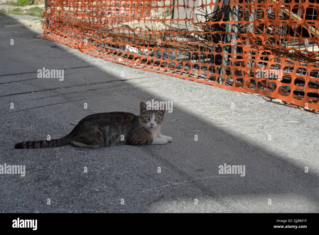Cat in piedi a terra vicino a un cantiere Foto Stock