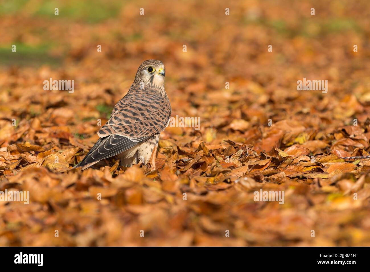 Comune gheppio Falco tinnunculus (prigioniero), donna in piedi in foglie di faggio, Hawk Conservancy Trust, Hampshire, Regno Unito, ottobre Foto Stock