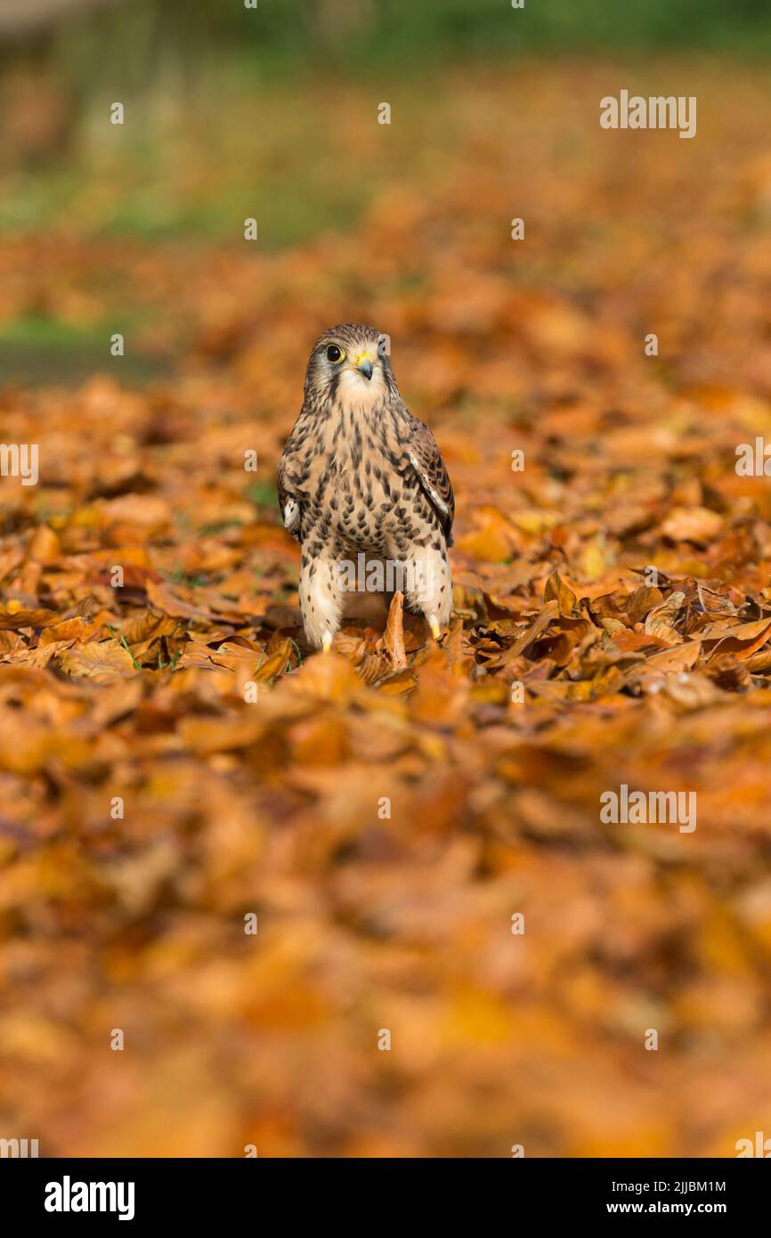 Comune gheppio Falco tinnunculus (prigioniero), donna in piedi in foglie di faggio, Hawk Conservancy Trust, Hampshire, Regno Unito, ottobre Foto Stock