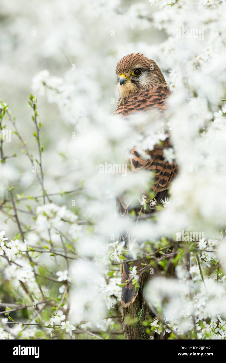 Comune di Gheppio Falco tinnunculus (prigioniero), femmina adulta, appollaiato tra prugnolo blossom, Hawk Conservancy Trust, Andover, Hampshire, Regno Unito, Aprile Foto Stock