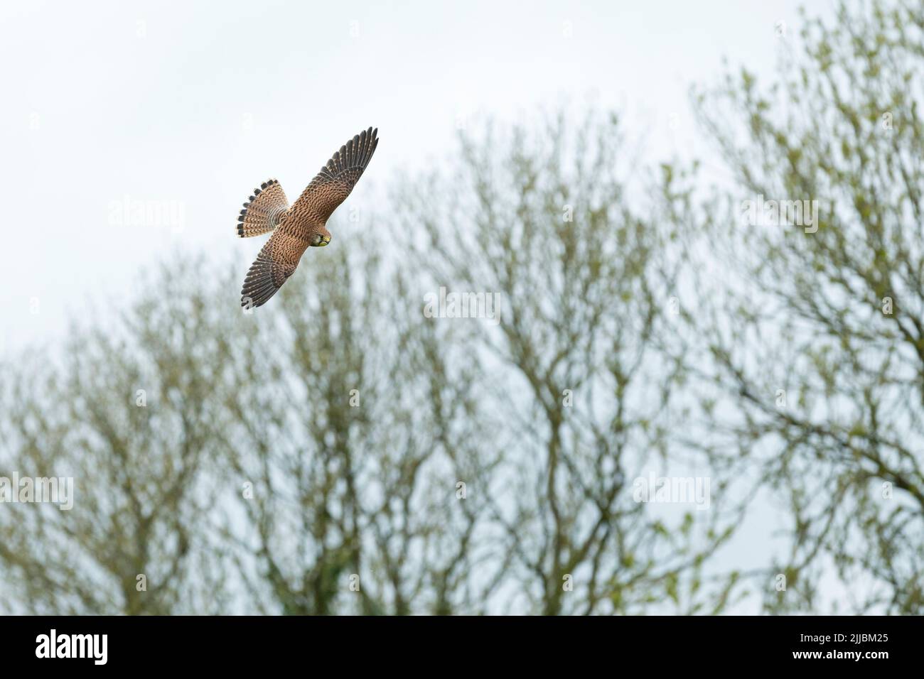 Comune gheppio Falco tinnunculus (prigioniero), donna adulta, in volo contro gli alberi di hedgerow, Hawk Conservancy Trust, Andover, Hampshire, Regno Unito, Aprile Foto Stock