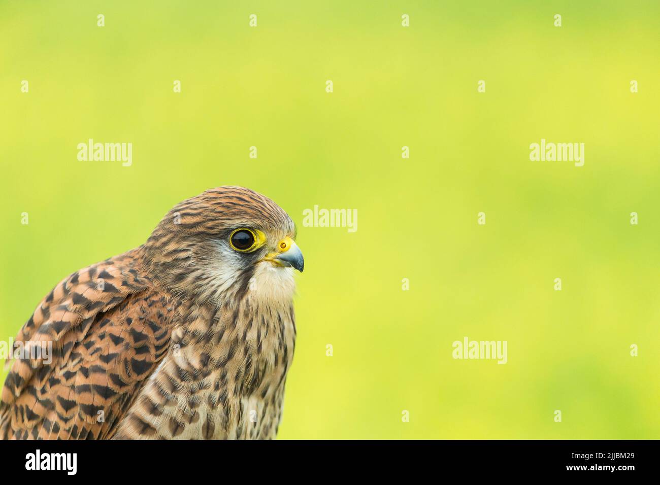 Gheppio comune Falco tinnunculus (prigioniera), donna adulta, colpo di testa di profilo, Hawk Conservancy Trust, Andover, Hampshire, Regno Unito, aprile Foto Stock