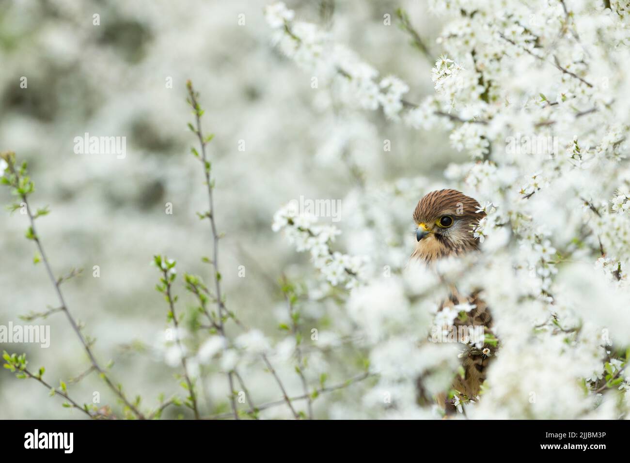 Comune di Gheppio Falco tinnunculus (prigioniero), femmina adulta, appollaiato tra prugnolo blossom, Hawk Conservancy Trust, Andover, Hampshire, Regno Unito, Aprile Foto Stock