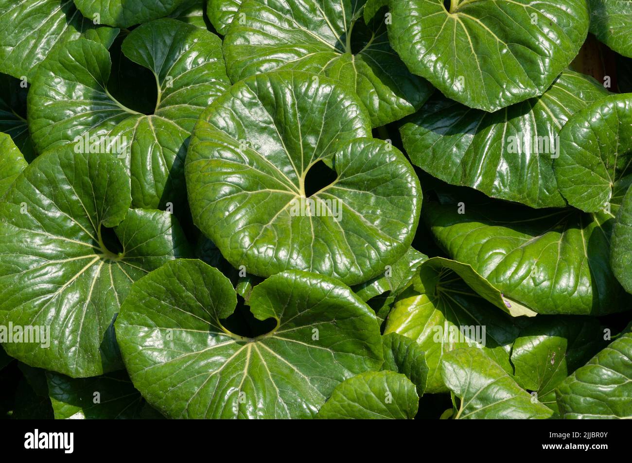 Foglie di pianta di leopardo gigante, Ligularia Tussilaginea Gigantea, Farfugium japonicum Foto Stock