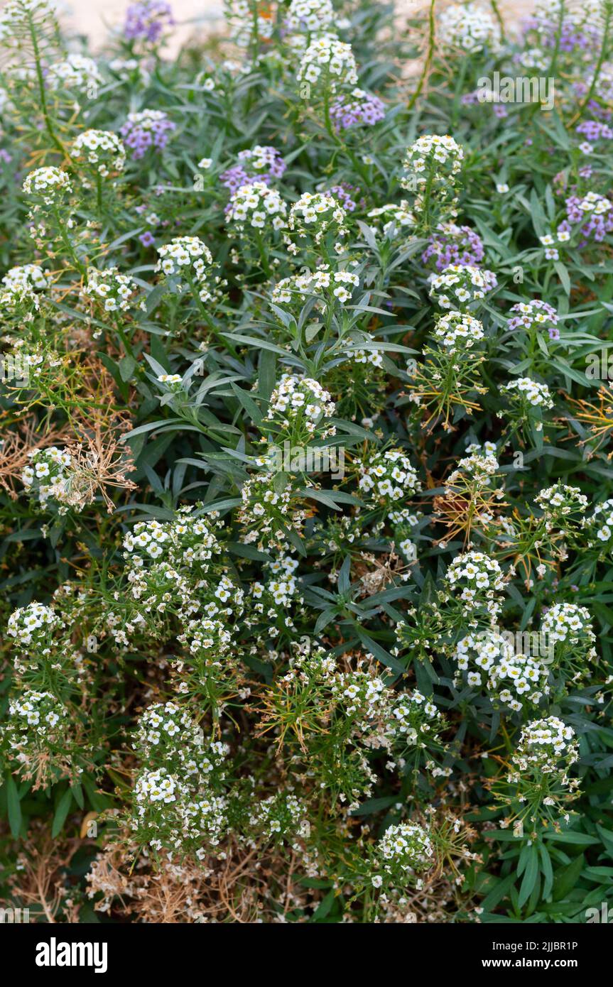 Alyssum dolce, Alyssum maritimum o Lobularia Maritima Foto Stock