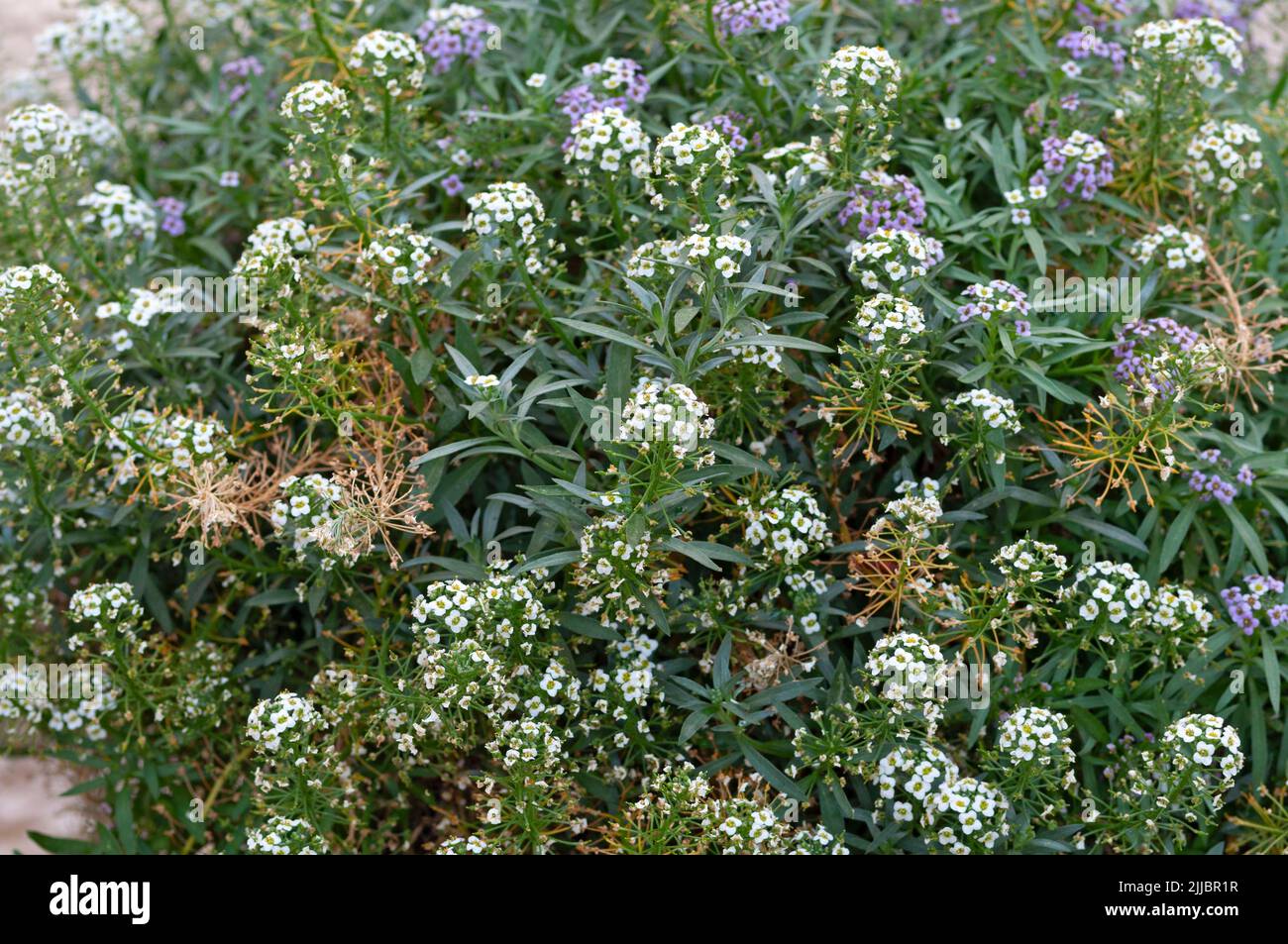 Alyssum dolce, Alyssum maritimum o Lobularia Maritima Foto Stock