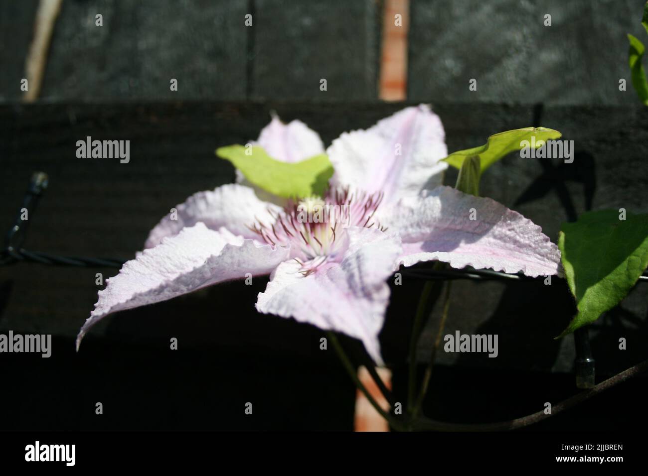I fiori da giardino fioriscono in un giorno d'estate Foto Stock