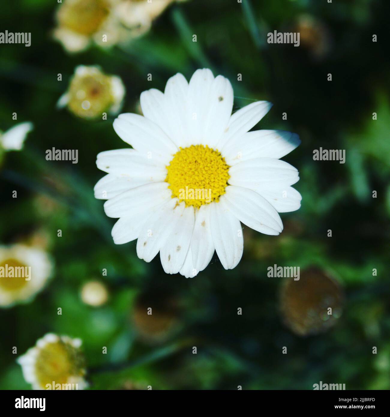 I fiori da giardino fioriscono in un giorno d'estate Foto Stock