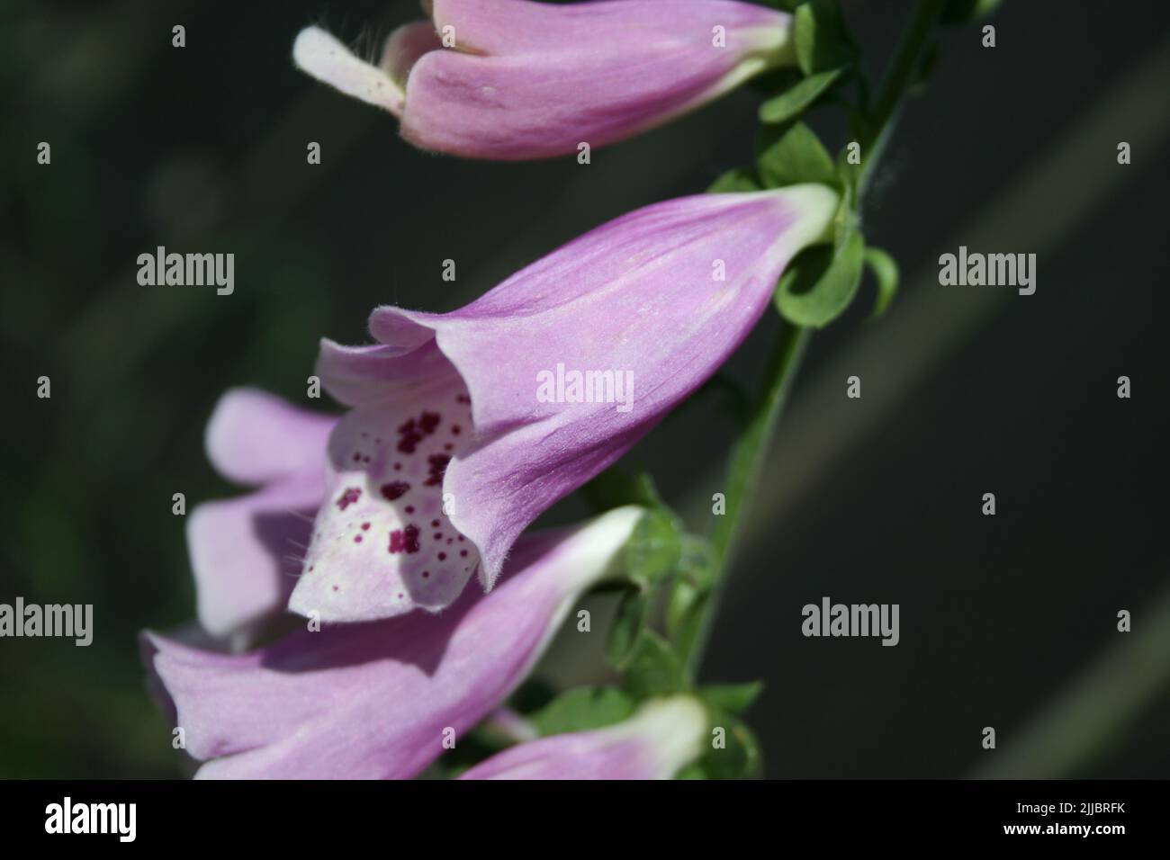 I fiori da giardino fioriscono in un giorno d'estate Foto Stock