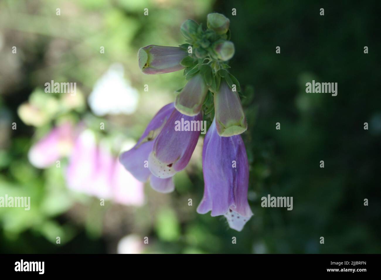 I fiori da giardino fioriscono in un giorno d'estate Foto Stock