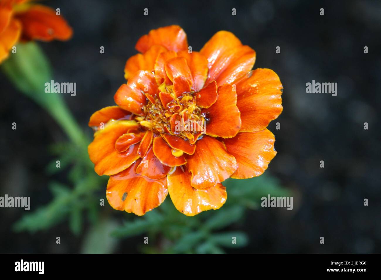 I fiori da giardino fioriscono in un giorno d'estate Foto Stock