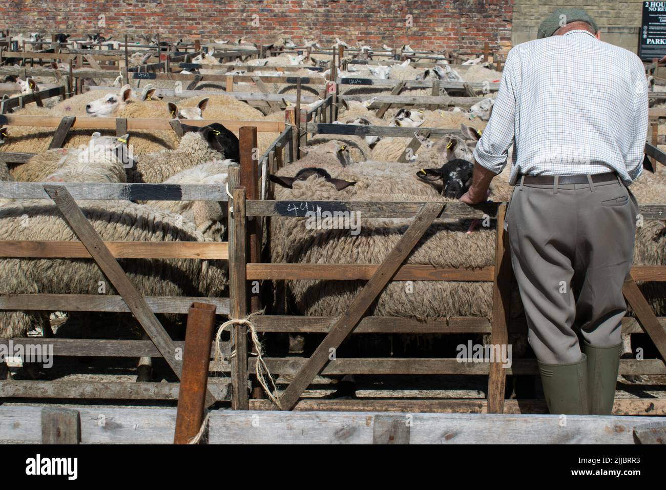 Coltivatore che guarda pecore in penne. Mercato del bestiame di Malton, Yorkshire, Regno Unito Foto Stock