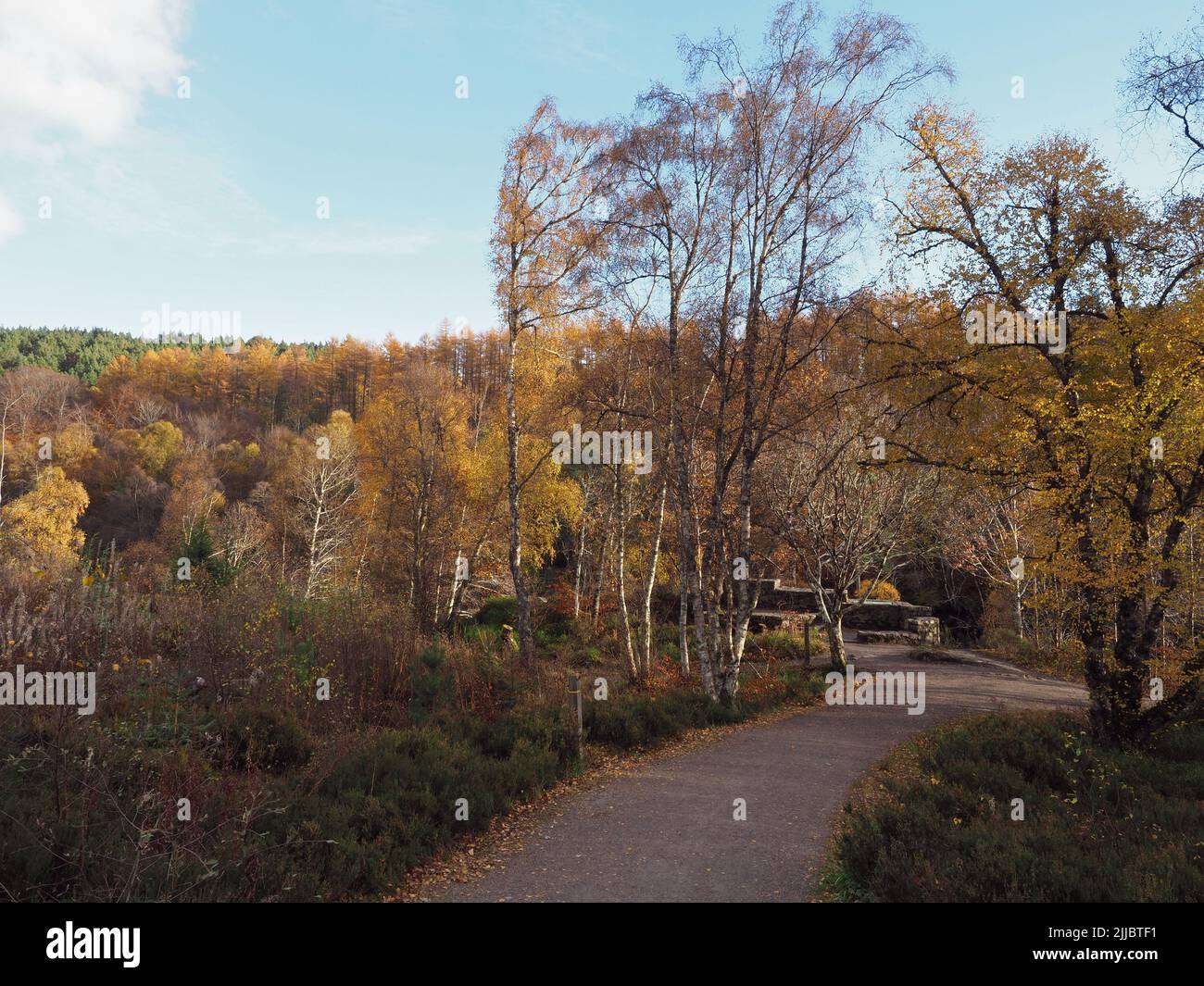 Percorso verso il punto di vista attraverso gli alberi di larice in colori autunnali, in una giornata di fine autunno alle cascate Rogie, Foto Stock