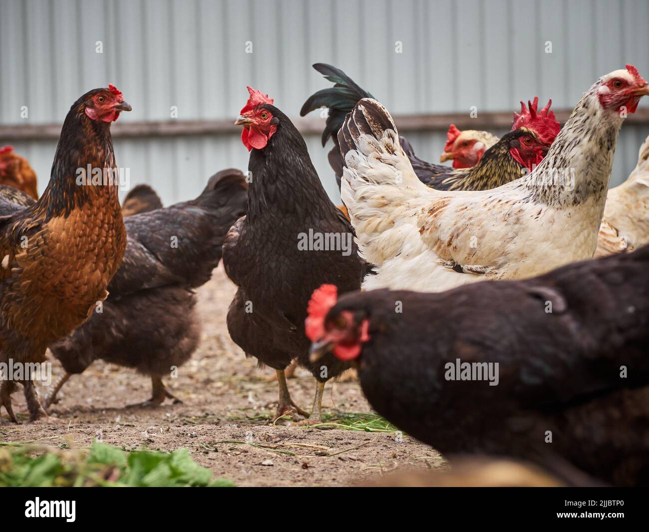 Pollo gratis in una fattoria. Foto Stock