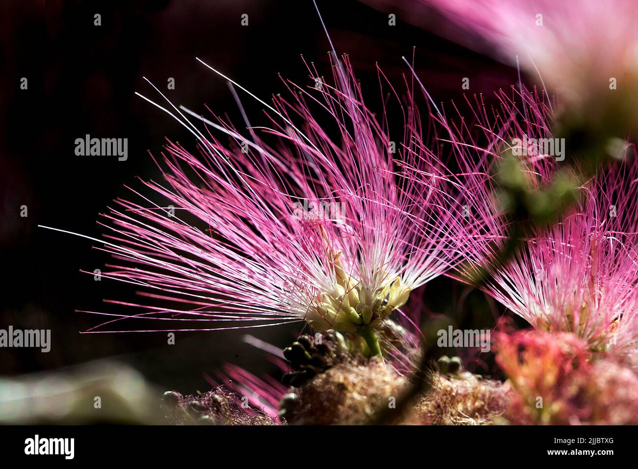 Fiori di albero di seta. Foto Stock