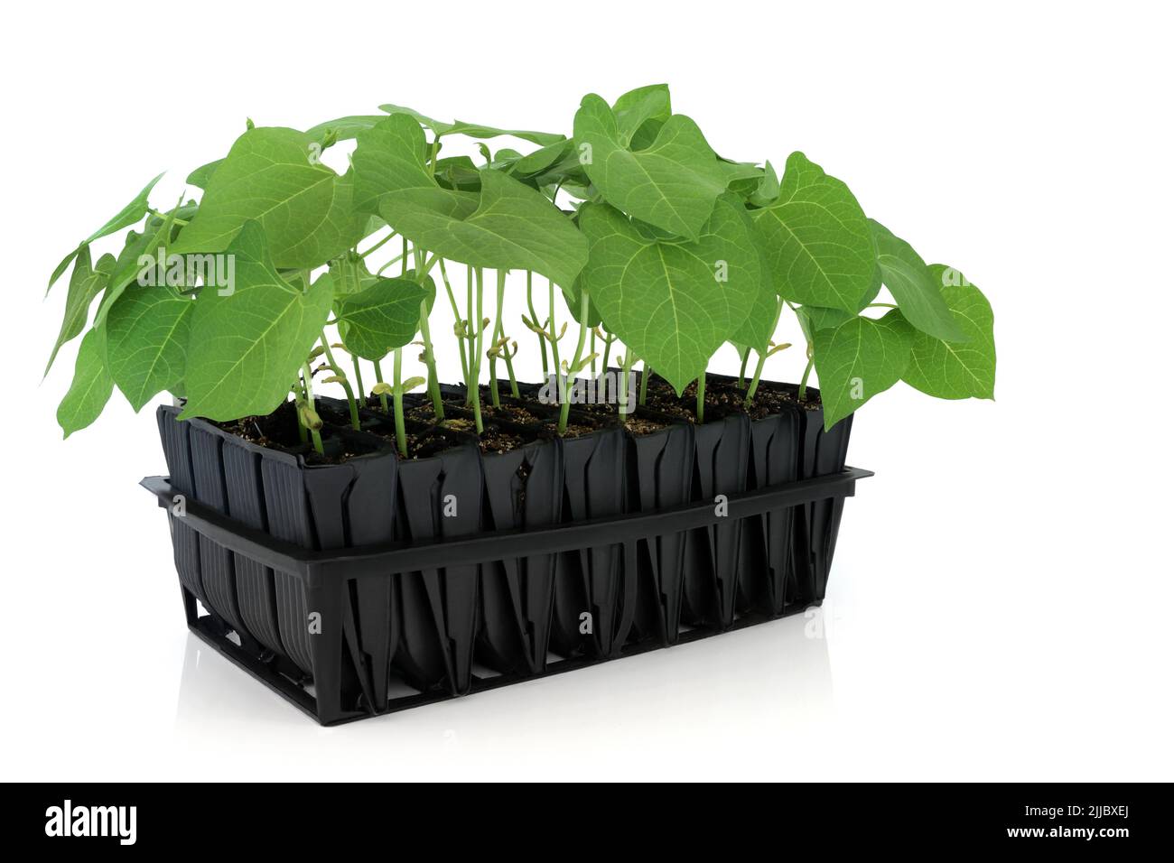 Runner piante di fagiolo che crescono nel vassoio di semina trainer radice per sviluppare la crescita prima di piantare fuori. Modulo verticale in plastica nera su sfondo bianco Foto Stock