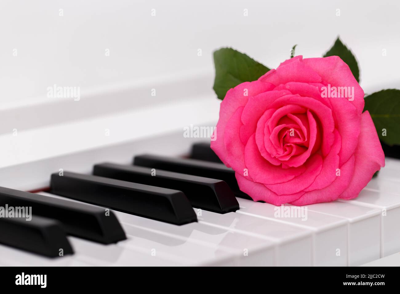 Concetto romantico, pianoforte e rosa rosa, primo piano Foto Stock