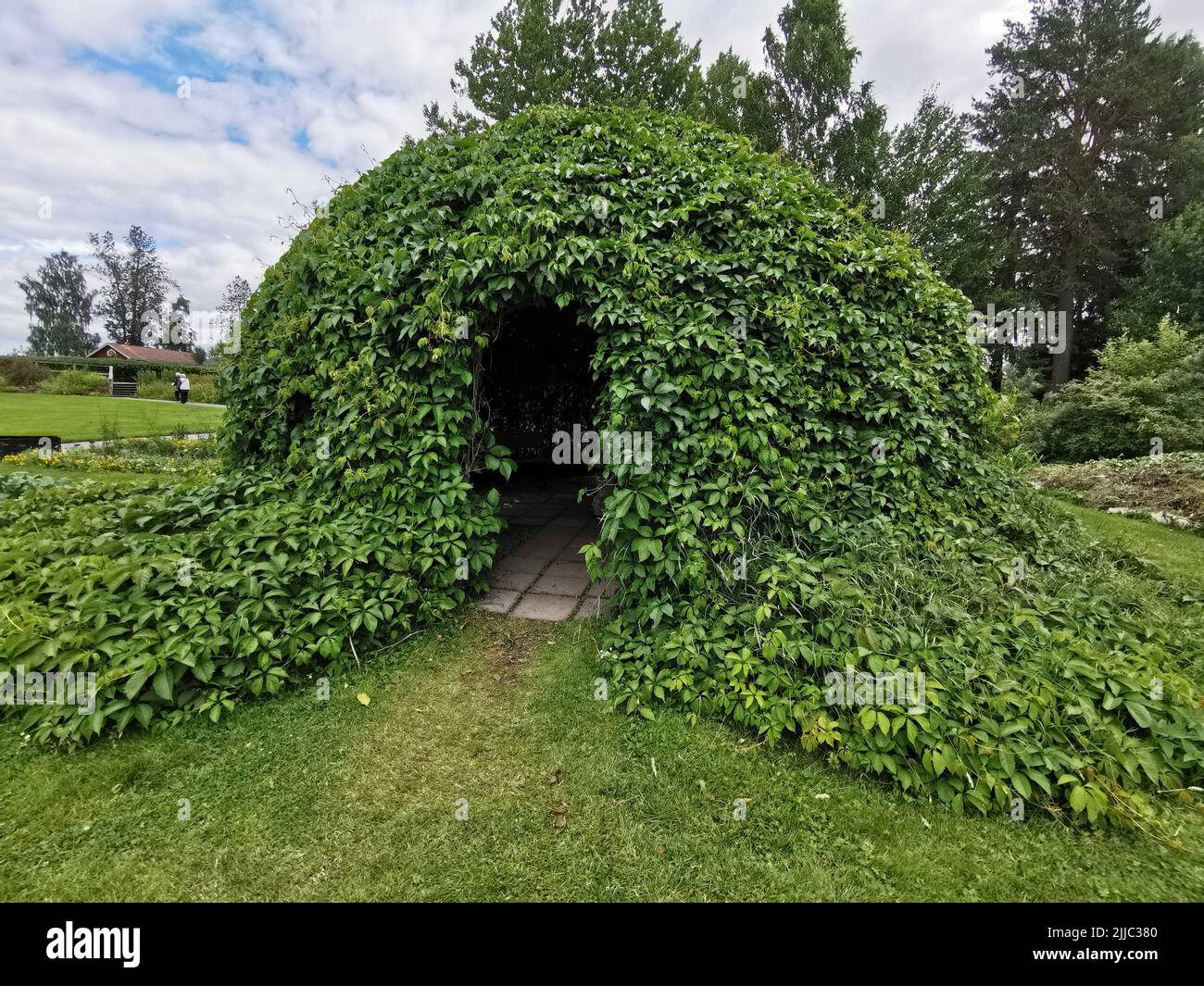 Vite selvatica Foto Stock