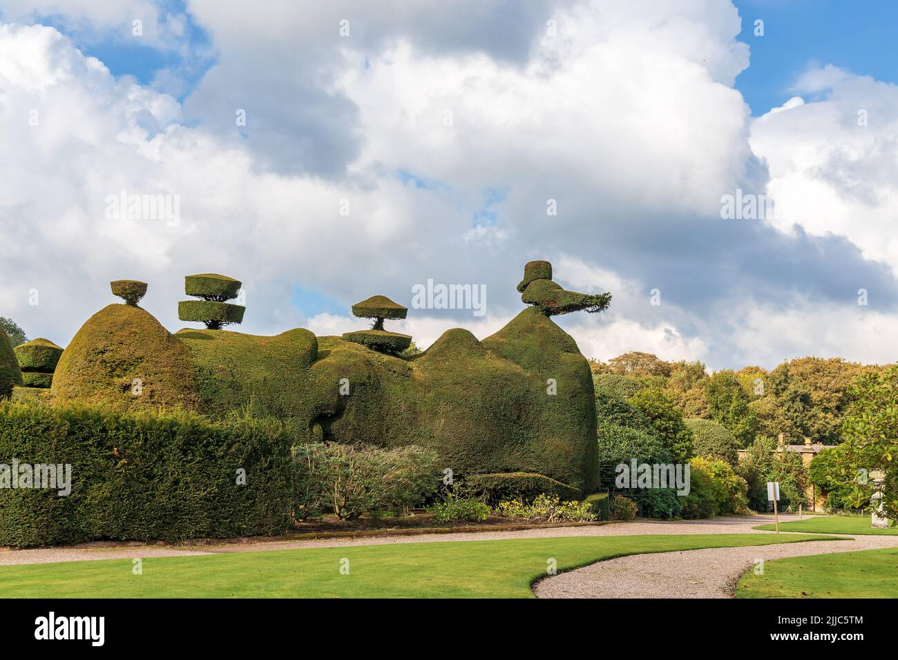 La caratteristica scultorea del topiario di Yew a Tatton Park, Regno Unito, è parte essenziale del tipico giardino vittoriano ed è ancora oggi popolare. Foto Stock