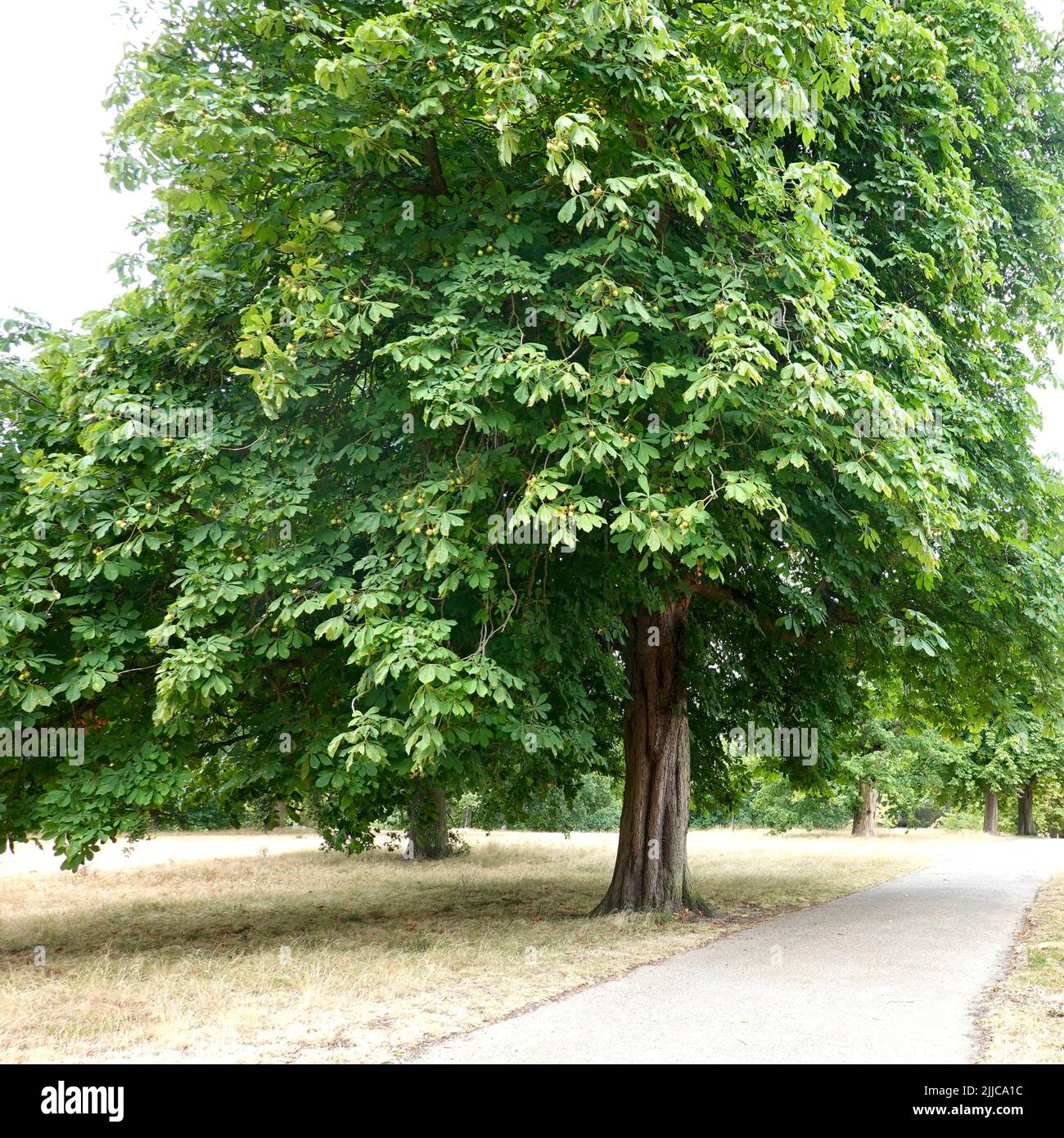 Ipswich, Suffolk, Regno Unito - 25 luglio 2022: Albero di cavallo castagno conker in Christchurch Park in una calda mattinata estiva. Foto Stock