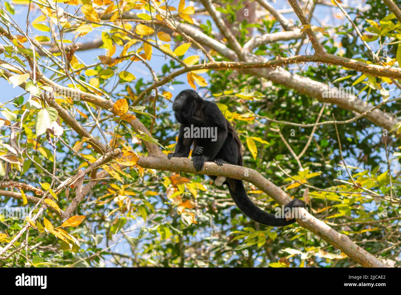 Una scimmia urlata arroccata su un ramo in una foresta pluviale all'isola delle scimmie a Panama Foto Stock