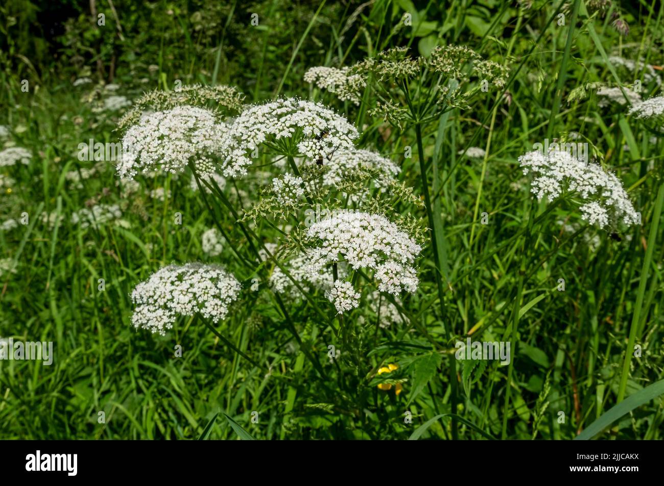 Primo piano di vacca bianca prezzemolo Anthriscus sylvestris apiaceae selvaggio chervil fiori fiore fioritura in estate Inghilterra Regno Unito GB Gran Bretagna Foto Stock