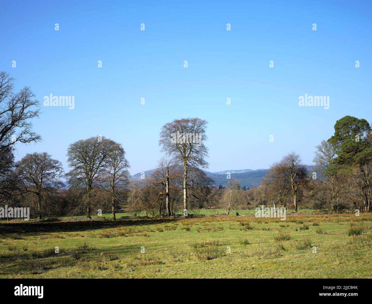 Con un gregge di pecore che pascola in lontananza, un gruppo di alberi accoglie il sole mattutino sul pascolo striato di corsa sulla costa occidentale della Scozia. Argyll Foto Stock