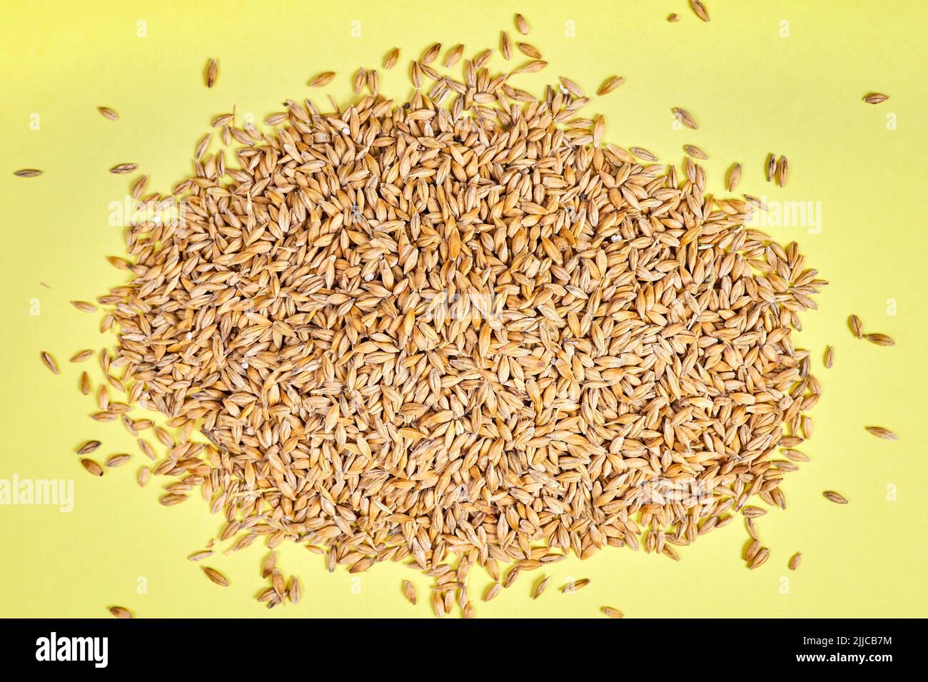 Grani di orzo non pelati su sfondo giallo Foto Stock