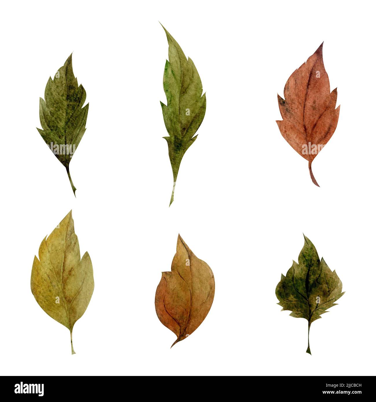 Acquerello set di elementi disegnati a mano con rami autunnali e foglie. Isolato su sfondo bianco. Design per inviti, matrimoni o biglietti d'auguri Foto Stock