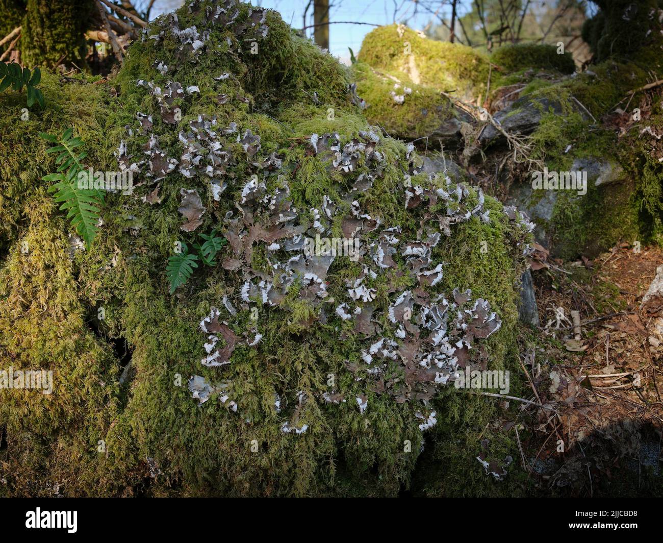 L'ombra del mattino e il sole coglie il dettaglio su quello che probabilmente è il prungwort che cresce su un vecchio tronco di albero sulla costa occidentale della Scozia. Strachur. Arg Foto Stock