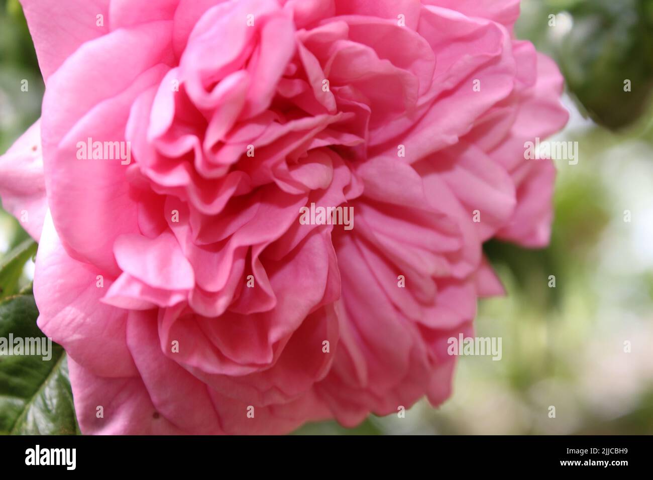 L'infiorescenza della rosa rosa. Fotografia della Regina dei Fiori. Un albero cespuglioso con fiori rosa. I Rosebouds sono circondati da foglie verdi. Rose spinose. Foto Stock