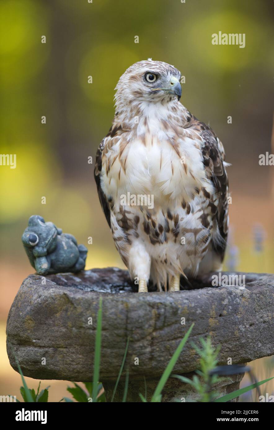 Un falco della coda rossa (Buteo jamaicensis) che immerse i suoi piedi in un bagno di uccelli a Cape Cod, Massachusetts, USA Foto Stock