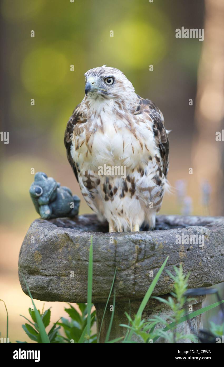 Un falco della coda rossa (Buteo jamaicensis) che immerse i suoi piedi in un bagno di uccelli a Cape Cod, Massachusetts, USA Foto Stock