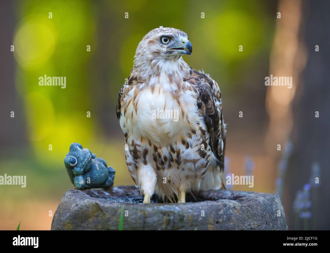 Un falco della coda rossa (Buteo jamaicensis) che immerse i suoi piedi in un bagno di uccelli a Cape Cod, Massachusetts, USA Foto Stock