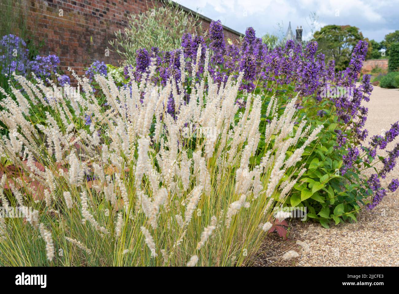 Melica Ciliata (Silky Spike Melic) erba ornamentale in un confine erbaceo in un giardino inglese. Foto Stock