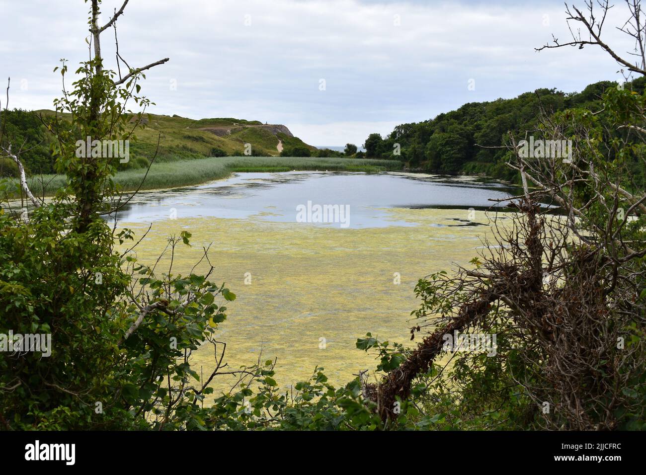 Bosherston Lakes, Bosherston, Stackpole, Pembrokeshire, Galles Foto Stock