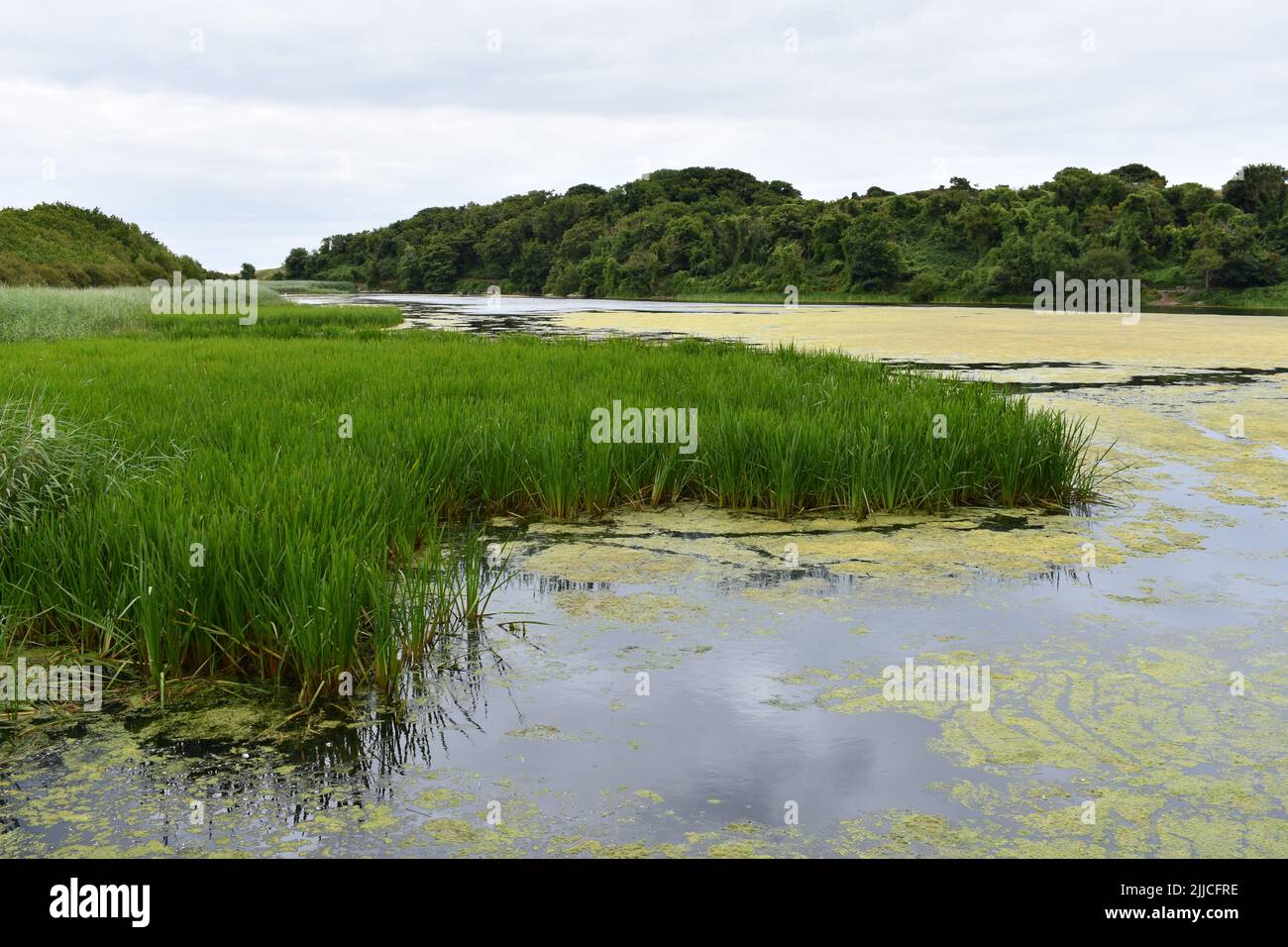 Bosherston Lakes, Bosherston, Stackpole, Pembrokeshire, Galles Foto Stock