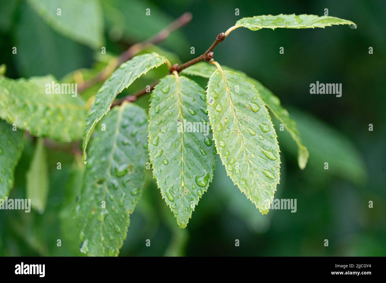 Dopo la pioggia doccia: Gocce d'acqua che si siedono su foglie verdi Foto Stock