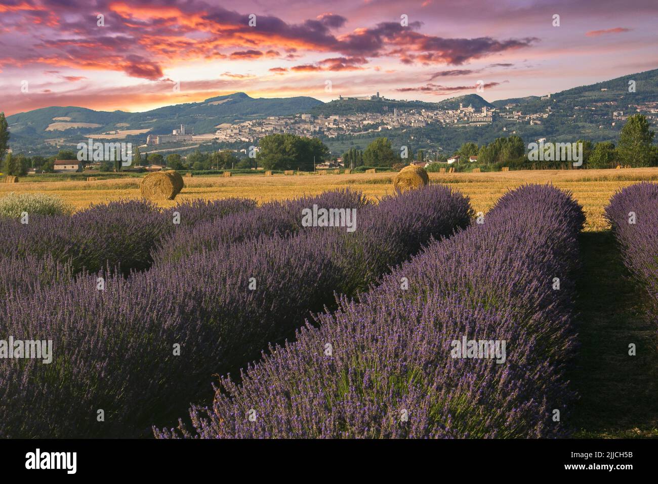 Vista romantica del campo di lavanda con Assisi sullo sfondo al tramonto Foto Stock