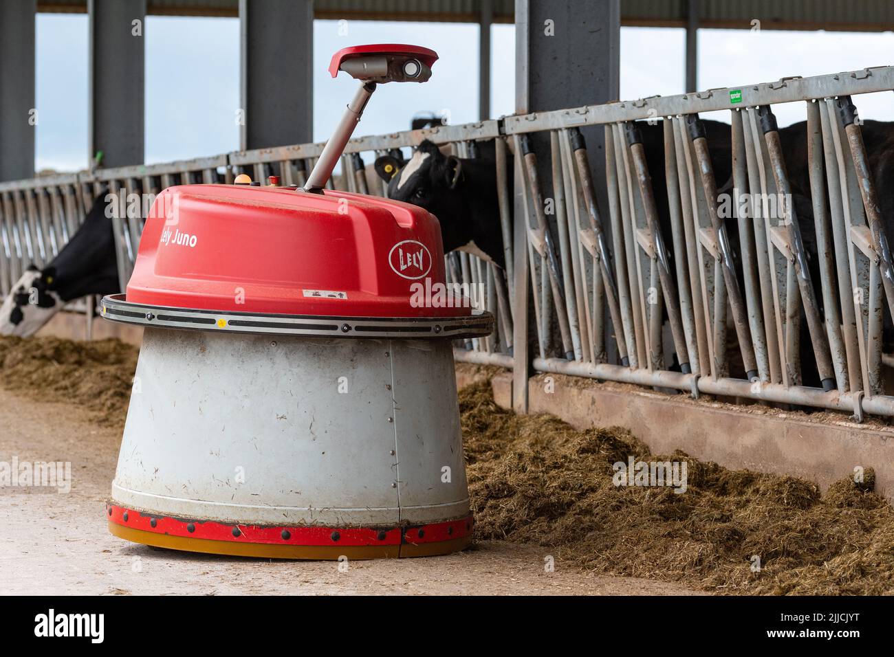 Lely Juno, un robot progettato per spingere l'insilato di fronte al bestiame durante l'alimentazione. Dumfries, Regno Unito. Foto Stock