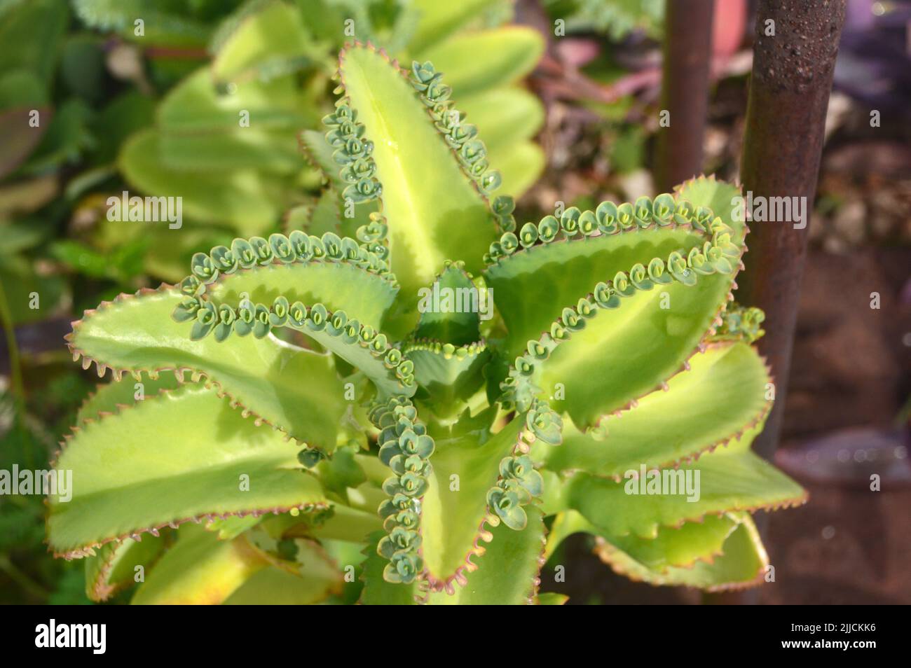 Madre di migliaia/stabilimento di alligatori (Kalanchoe Daigremontiana) impianto succulento nel giardino della tenuta di Wingfield a St Kitts & Nevis, Caraibi. Foto Stock