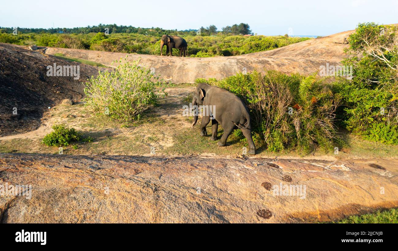 Drone aereo di elefanti nella giungla. Elefanti nel loro habitat naturale. Baia di Arugo Sri Lanka. Foto Stock