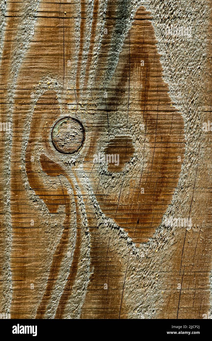 Vista ravvicinata della superficie in legno testurizzato con motivi naturali e dettagli granulosità Foto Stock
