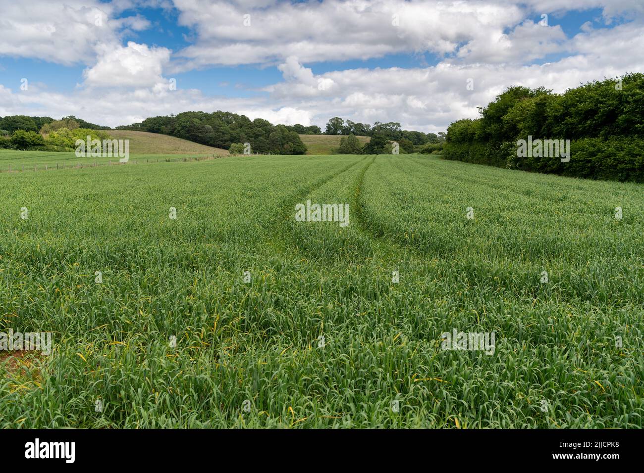 Prato in Somerset pronto per essere mown per insilato per alimentare bovini da latte durante l'inverno. REGNO UNITO. Foto Stock