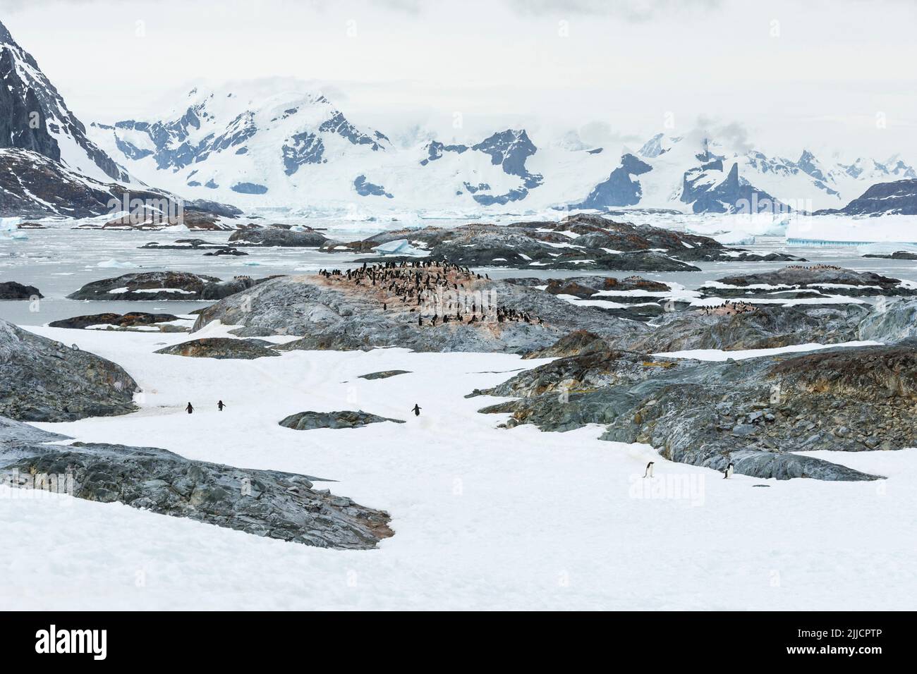 Adelie pinguino Pygoscelis adeliae, colonia, tra neve e ghiaccio, isola di Yalour, Antartide nel mese di gennaio. Foto Stock