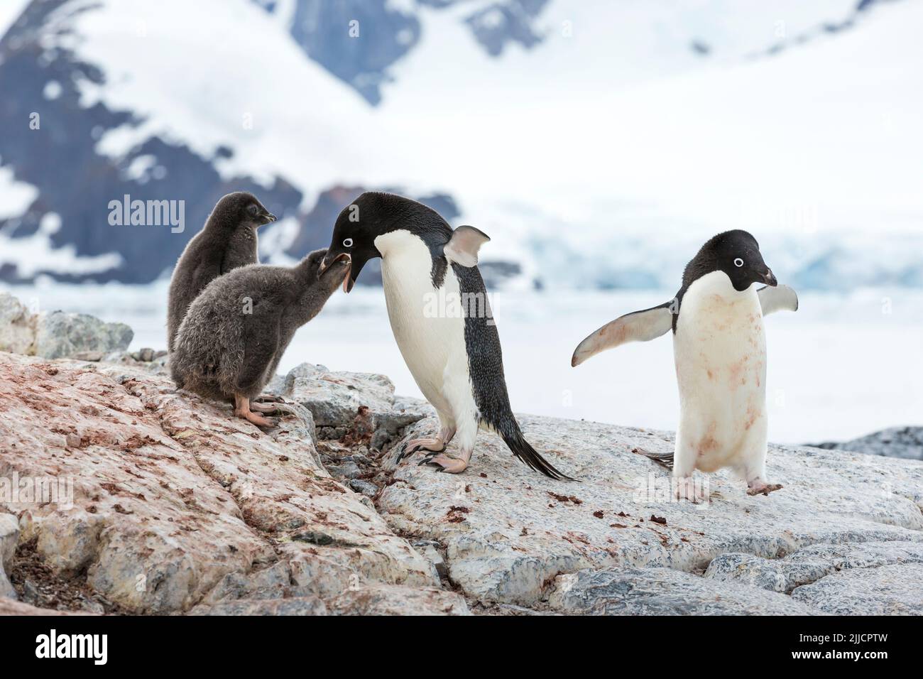 Adelie pinguino Pygoscelis adeliae, adulto che alimenta il pulcino giovane, isola di Yalour, Antartide in gennaio. Foto Stock