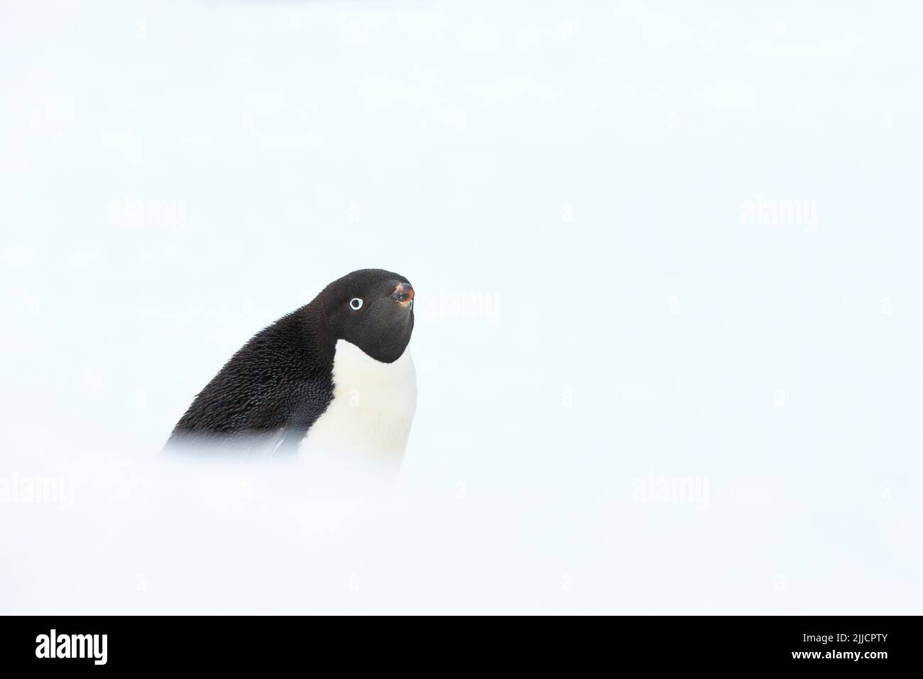 Adelie pinguino Pygoscelis adeliae, adulto, profilo tra neve pesante, isola di Yalour, Antartide nel mese di gennaio. Foto Stock