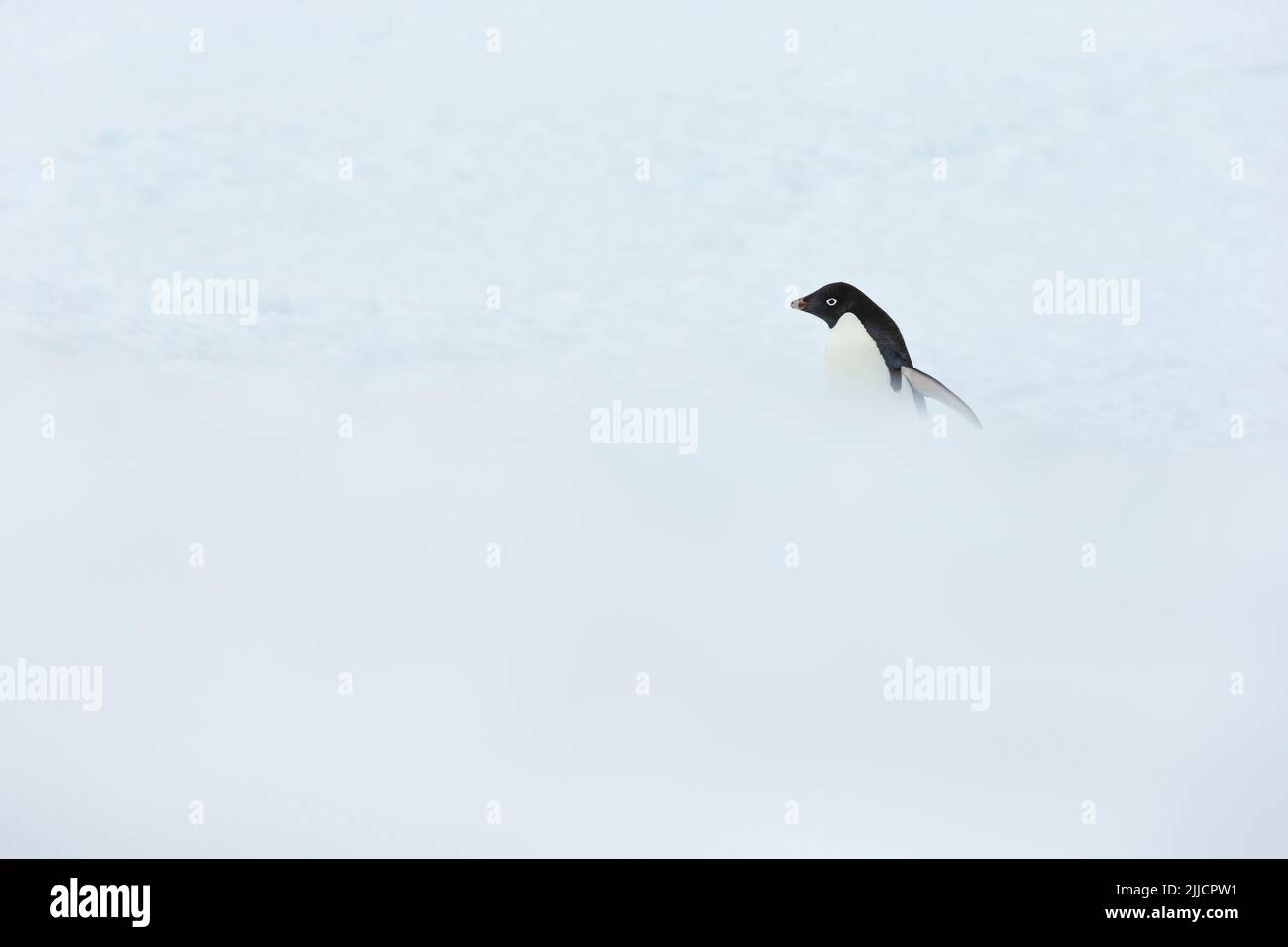 Adelie pinguino Pygoscelis adeliae, adulto, profilo tra neve pesante, isola di Yalour, Antartide nel mese di gennaio. Foto Stock