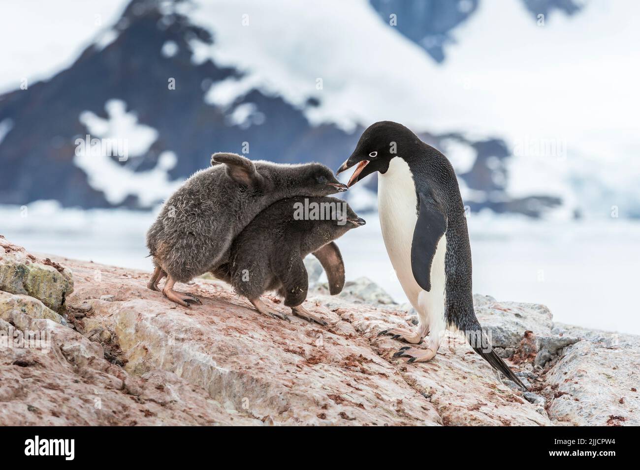 Adelie pinguino Pygoscelis adeliae, adulto che alimenta il pulcino giovane, isola di Yalour, Antartide in gennaio. Foto Stock